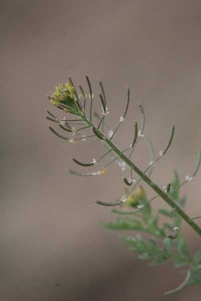Descurainia streptocarpa, photographed by José Belem Hernández Díaz