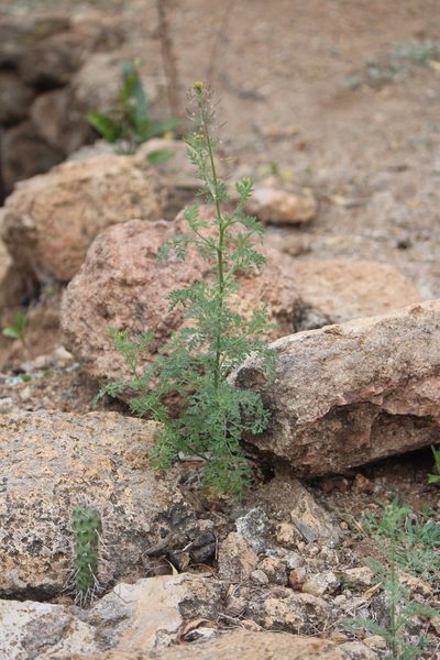 Descurainia streptocarpa, photographed by José Belem Hernández Díaz