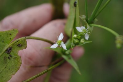 Albidella oligococca, photographed by coenobita