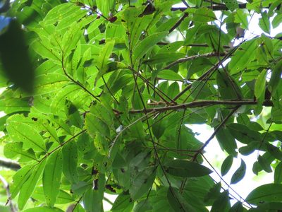 Blepharocarya involucrigera, photographed by coenobita