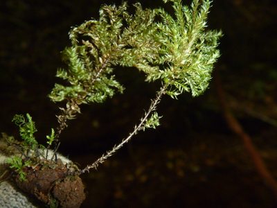 Hypnodendron arcuatum, photographed by Bruce Calvert