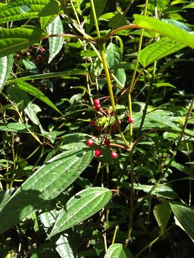 Miconia cornoides, photographed by Oscar Marín