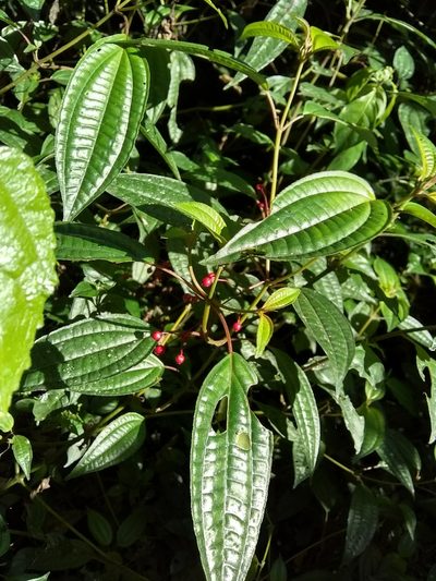 Miconia cornoides, photographed by Oscar Marín
