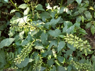 Ocimum carnosum, photographed by Oscar Marín