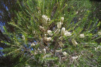 Melaleuca armillaris, photographed by Terra Occ