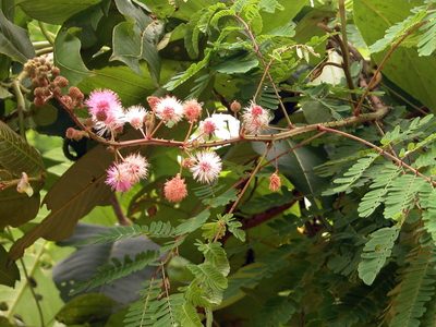 Mimosa rubicaulis, photographed by Vijay Barve