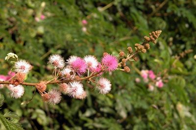 Mimosa rubicaulis, photographed by Vijay Barve
