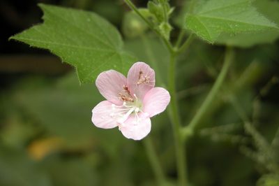 Pavonia zeylanica, photographed by Vijay Barve