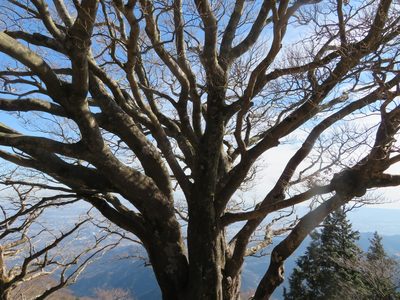 Fagus crenata, photographed by Marco Mussita