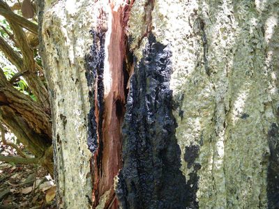 Semecarpus australiensis, photographed by coenobita
