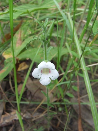 Centranthera hispida, photographed by coenobita
