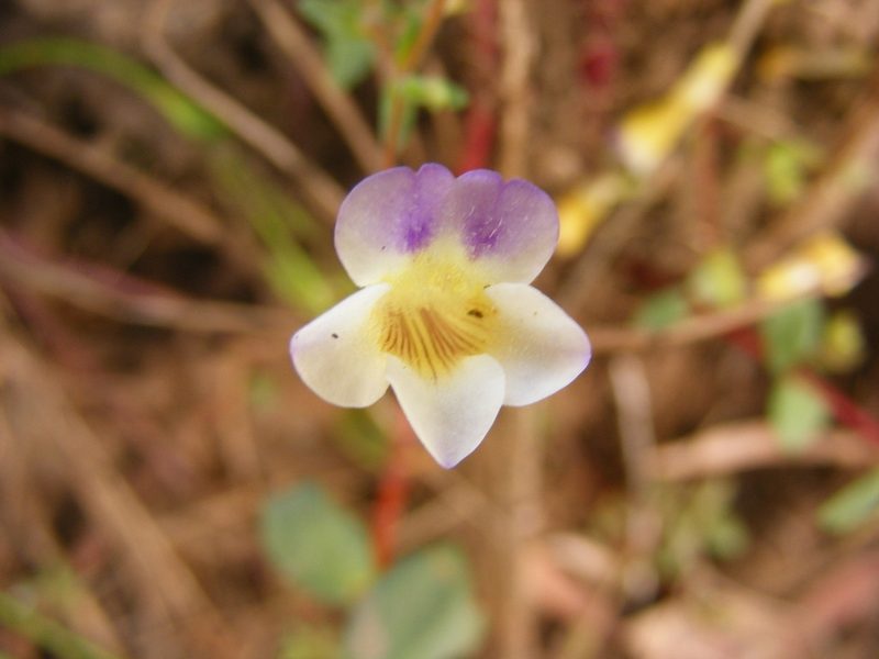 Limnophila brownii, photographed by coenobita