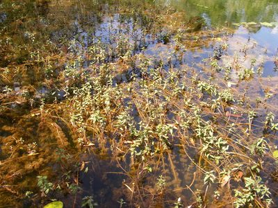 Limnophila brownii, photographed by coenobita