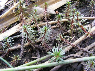 Limnophila brownii, photographed by coenobita