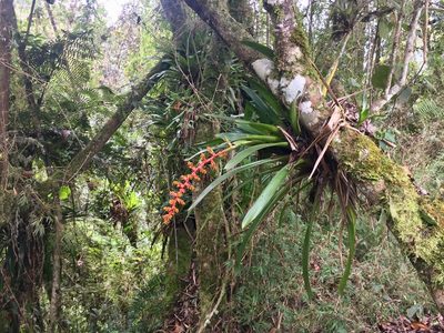 Guzmania multiflora, photographed by Nicholas Moray Williams