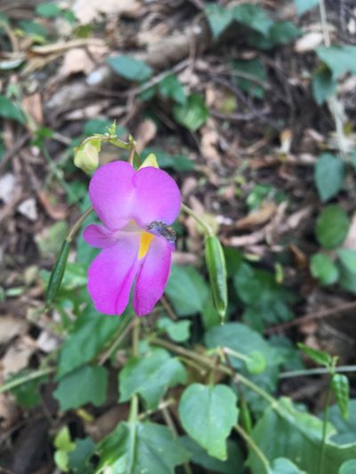 Impatiens putii, photographed by Matt Berger