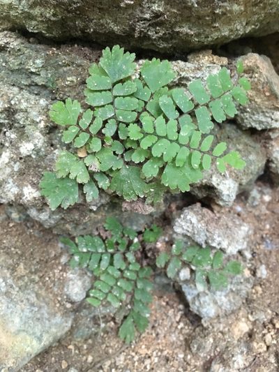 Adiantum zollingeri, photographed by Matt Berger