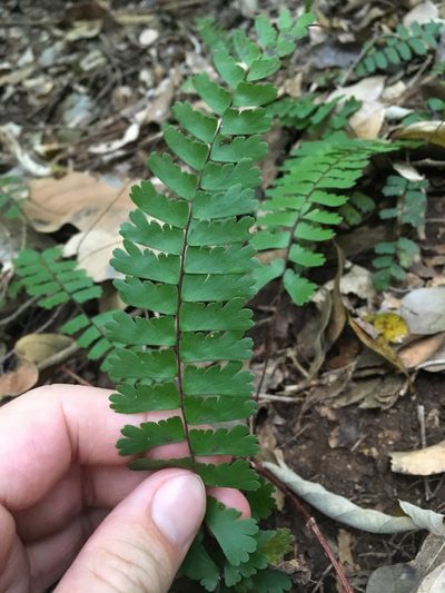 Adiantum zollingeri, photographed by Matt Berger