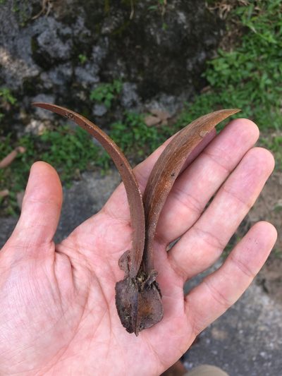 Dipterocarpus alatus, photographed by Matt Berger