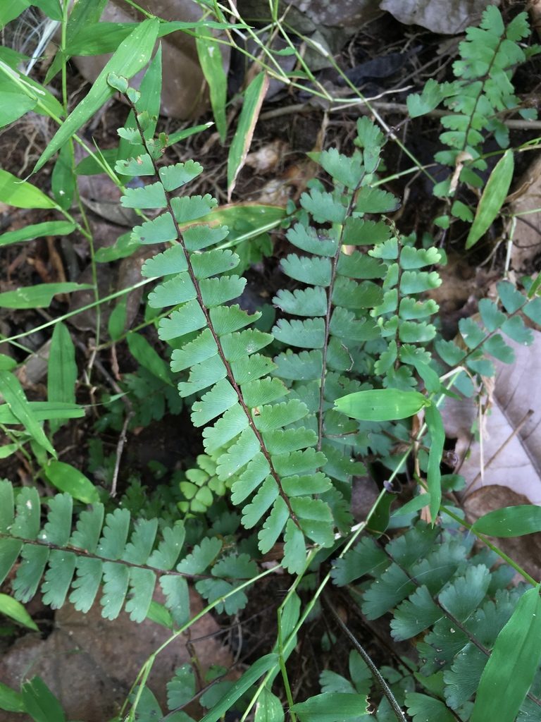 Adiantum zollingeri, photographed by Matt Berger