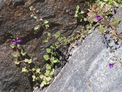 Stemodia pusilla, photographed by Bill Levine
