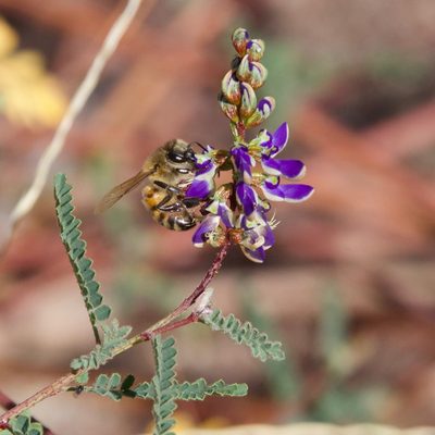 Marina divaricata, photographed by Bill Levine