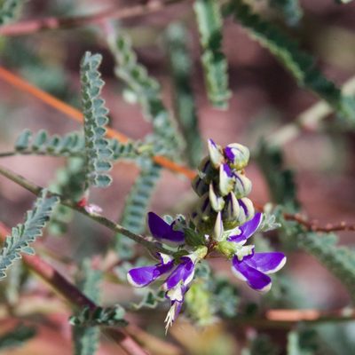 Marina divaricata, photographed by Bill Levine