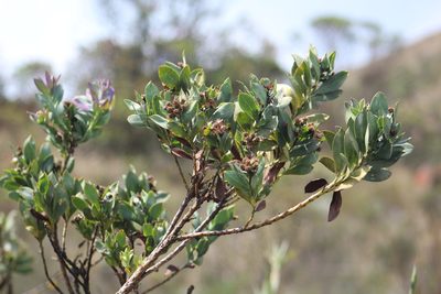 Pentacalia vaccinioides, photographed by GERMAN LEONEL SARMIENTO CRUZ