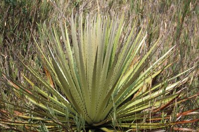 Puya goudotiana, photographed by GERMAN LEONEL SARMIENTO CRUZ