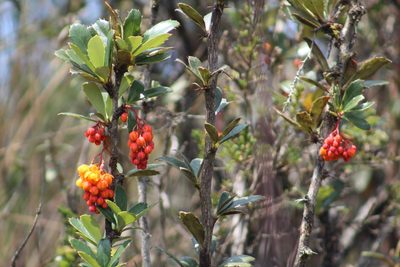 Berberis goudotii, photographed by GERMAN LEONEL SARMIENTO CRUZ