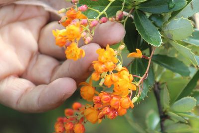 Berberis goudotii, photographed by GERMAN LEONEL SARMIENTO CRUZ