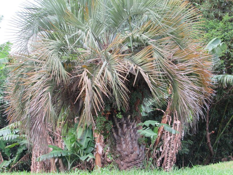 Butia catarinensis, photographed by Kahio Tiberio Mazon