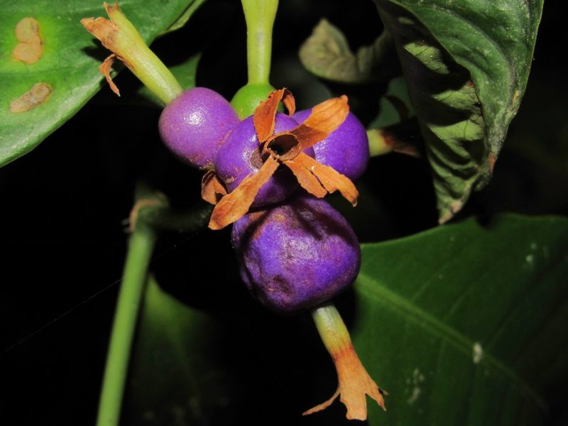 Psychotria laciniata, photographed by Kahio Tiberio Mazon