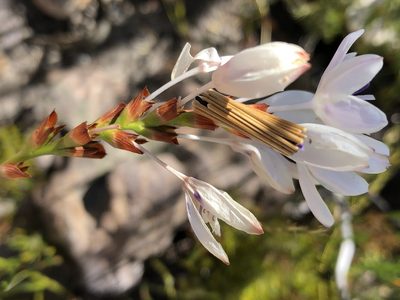 Thereianthus ixioides, photographed by Dave U