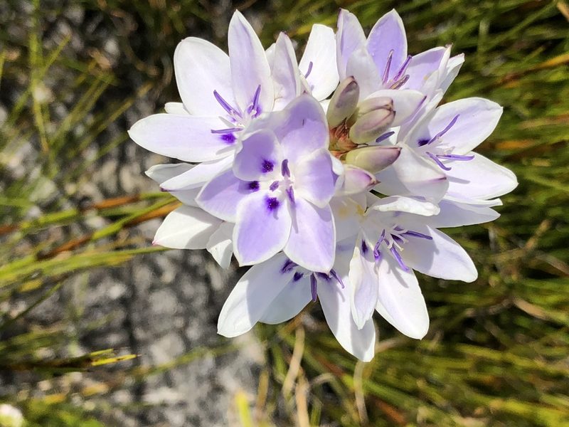 Thereianthus ixioides, photographed by Dave U