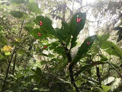 Columnea consanguinea, photographed by Dario Taraborelli