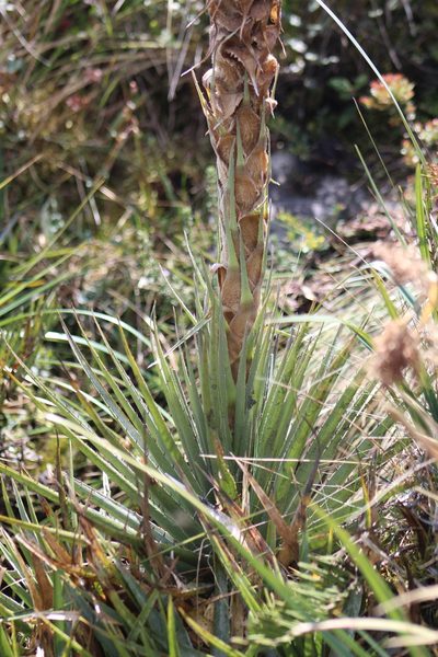 Puya trianae, photographed by GERMAN LEONEL SARMIENTO CRUZ