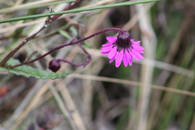 Senecio formosoides, photographed by GERMAN LEONEL SARMIENTO CRUZ