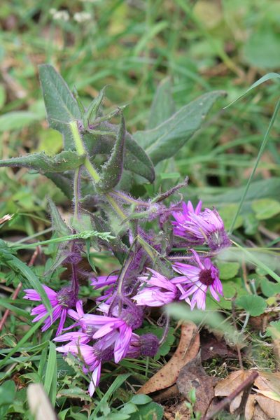 Senecio formosoides, photographed by GERMAN LEONEL SARMIENTO CRUZ