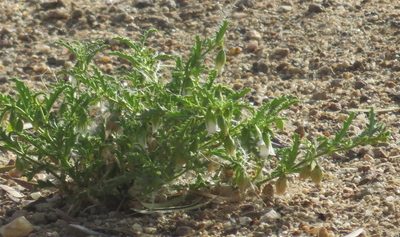 Hermannia leucantha, photographed by Nicola van Berkel