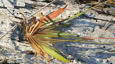 Xyris flabelliformis, photographed by Jay Horn