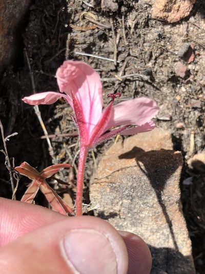 Pelargonium radiatum, photographed by Dave U
