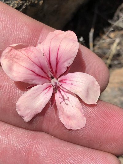Pelargonium radiatum, photographed by Dave U