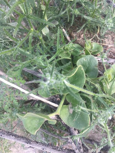 Mirabilis tenuiloba, photographed by Kate Harper