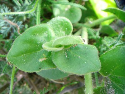 Mirabilis tenuiloba, photographed by Kate Harper