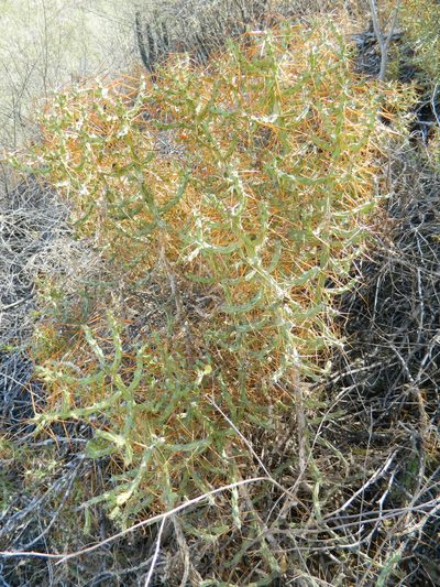 Cylindropuntia caribaea, photographed by Louis Imbeau