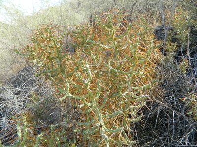 Cylindropuntia caribaea, photographed by Louis Imbeau