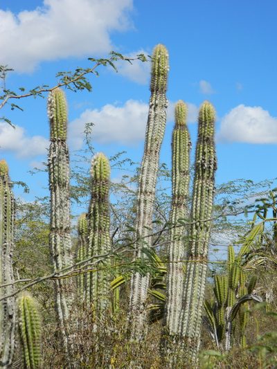 Pilosocereus polygonus, photographed by Louis Imbeau