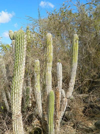 Pilosocereus polygonus, photographed by Louis Imbeau