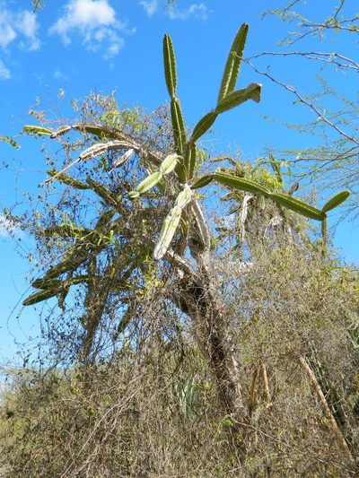 Leptocereus paniculatus, photographed by Louis Imbeau